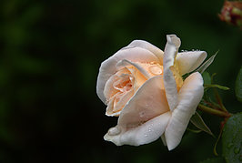 Bernhard Saalfeld - Gartenrose (1v9)